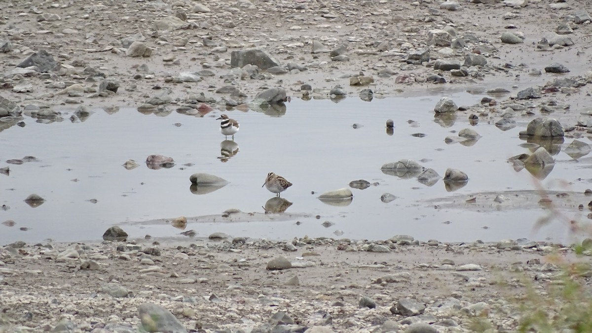 Wilson's Snipe - ML645550717