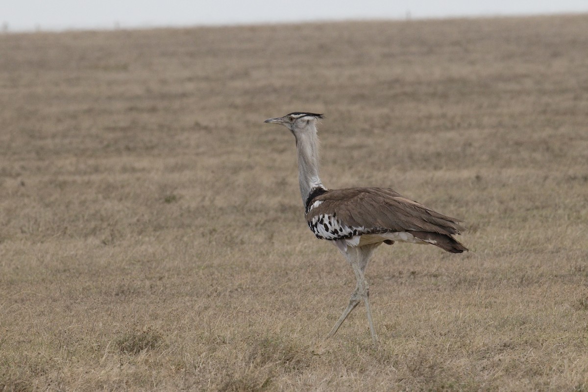 アフリカオオノガン - ML645550718