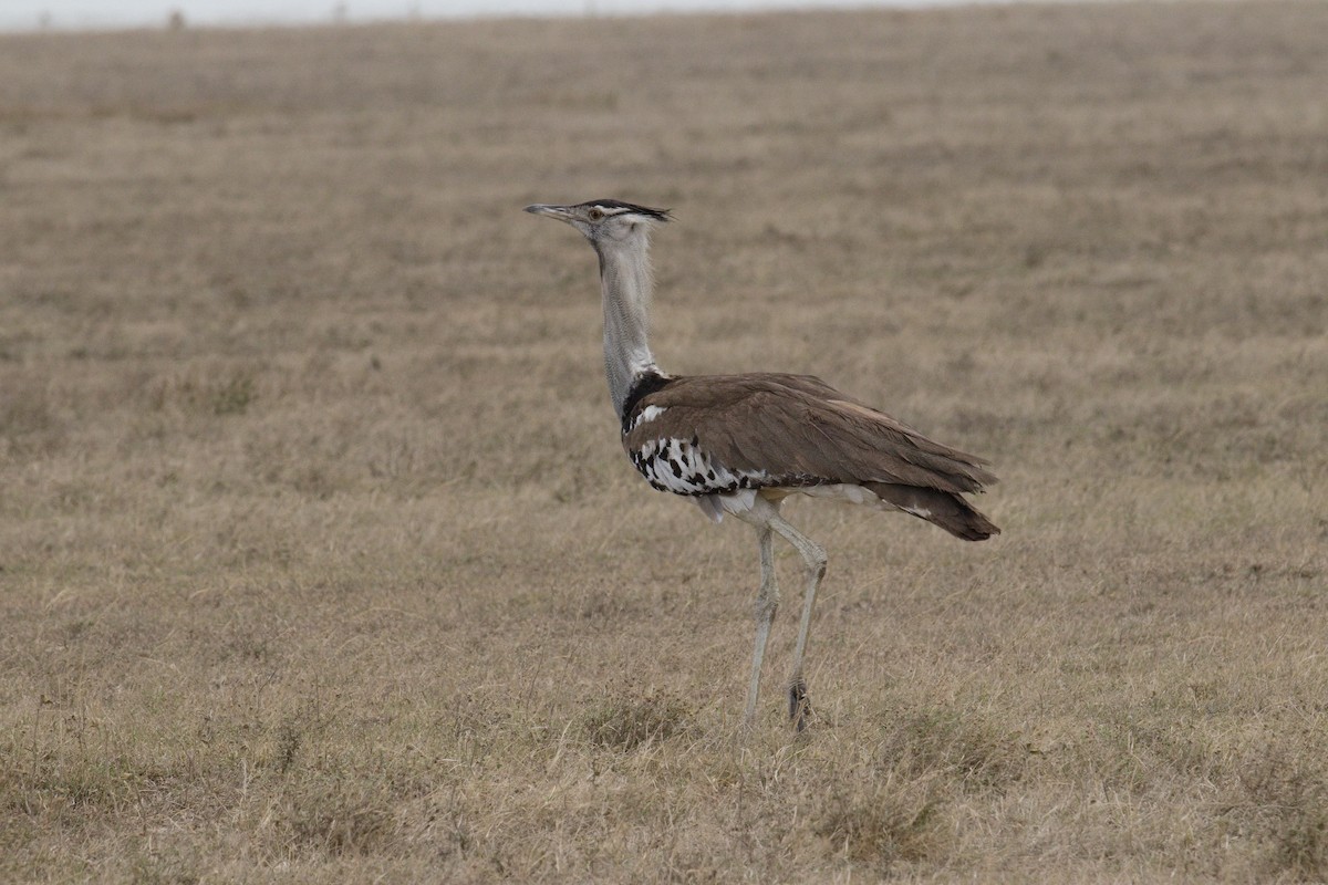アフリカオオノガン - ML645550720