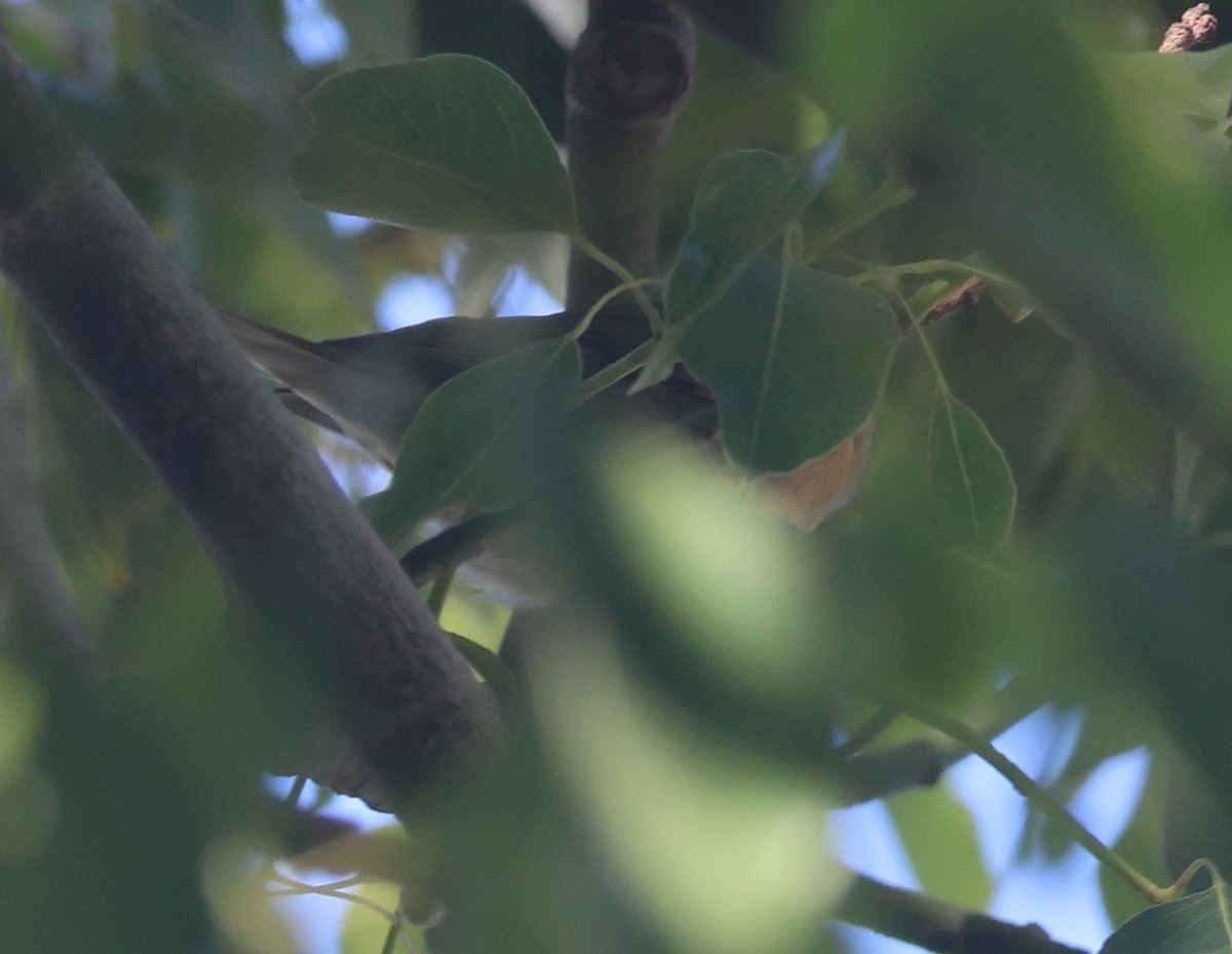 Worm-eating Warbler - ML645550741