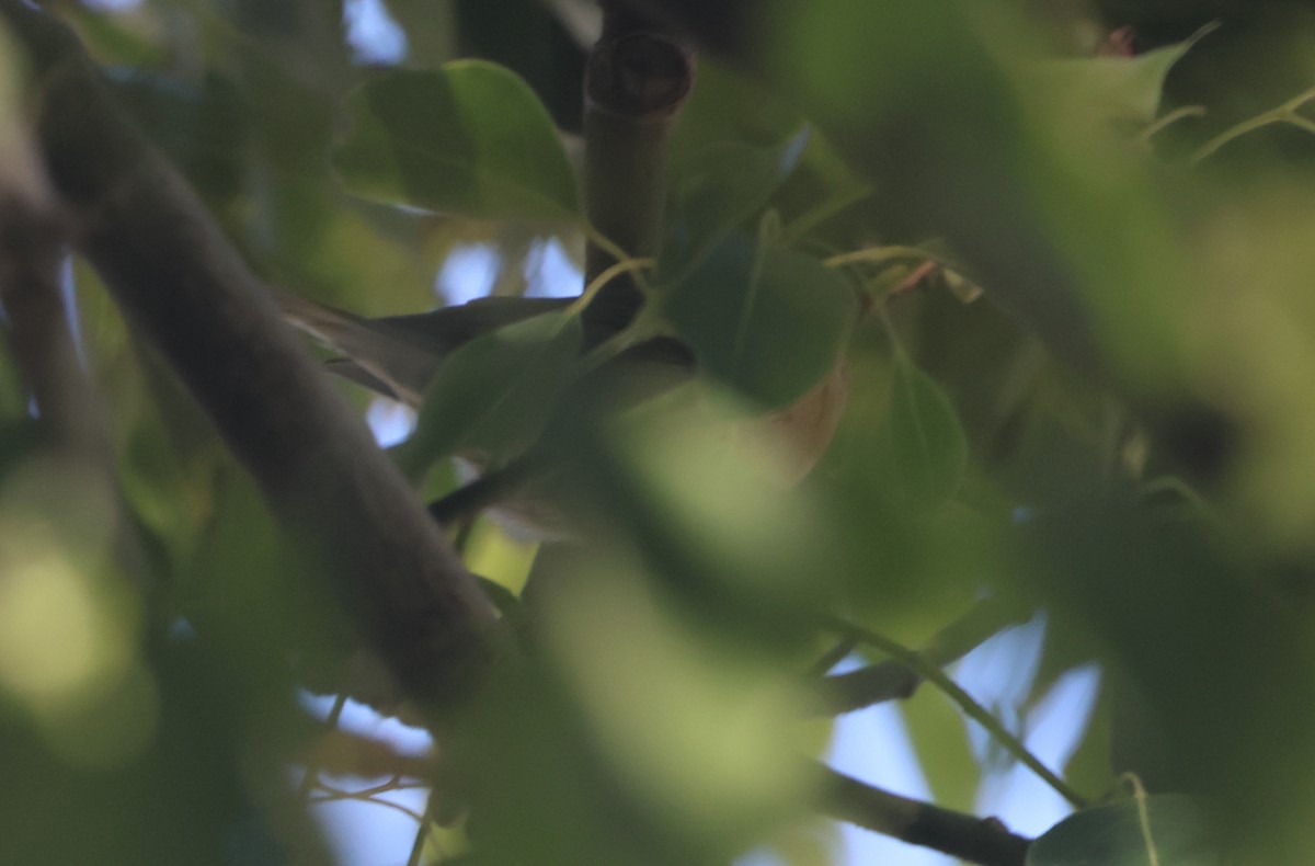 Worm-eating Warbler - ML645550742