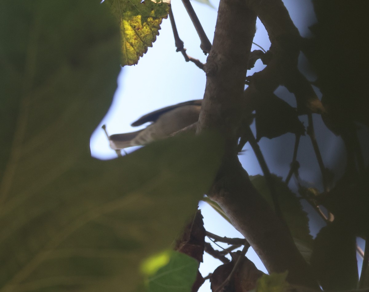 Worm-eating Warbler - ML645550743