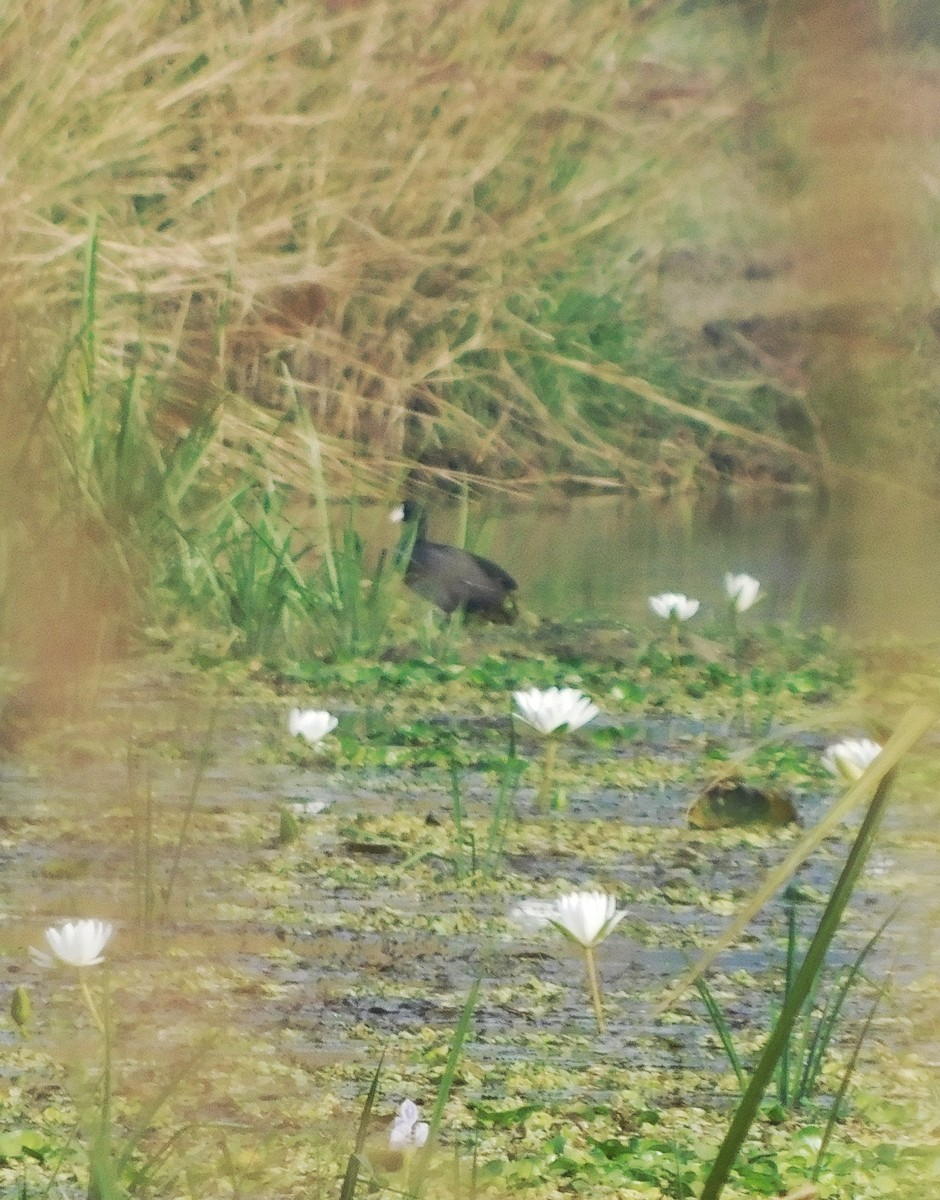 Eurasian Coot - ML645550746