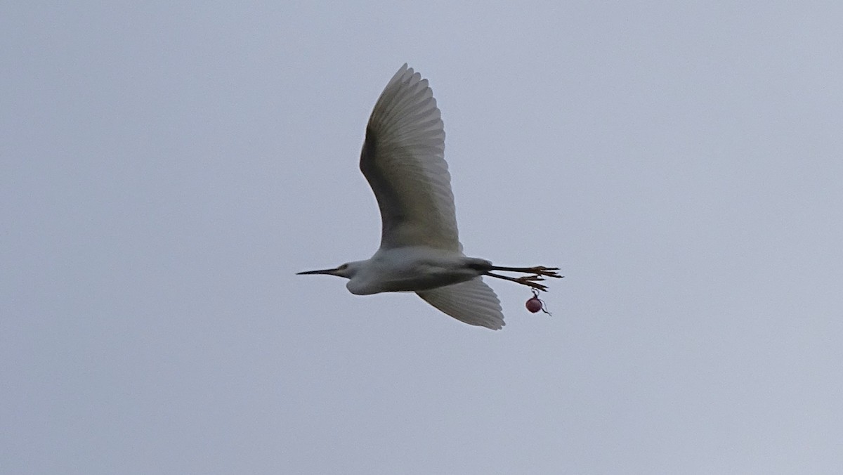 Great Egret - ML645550748