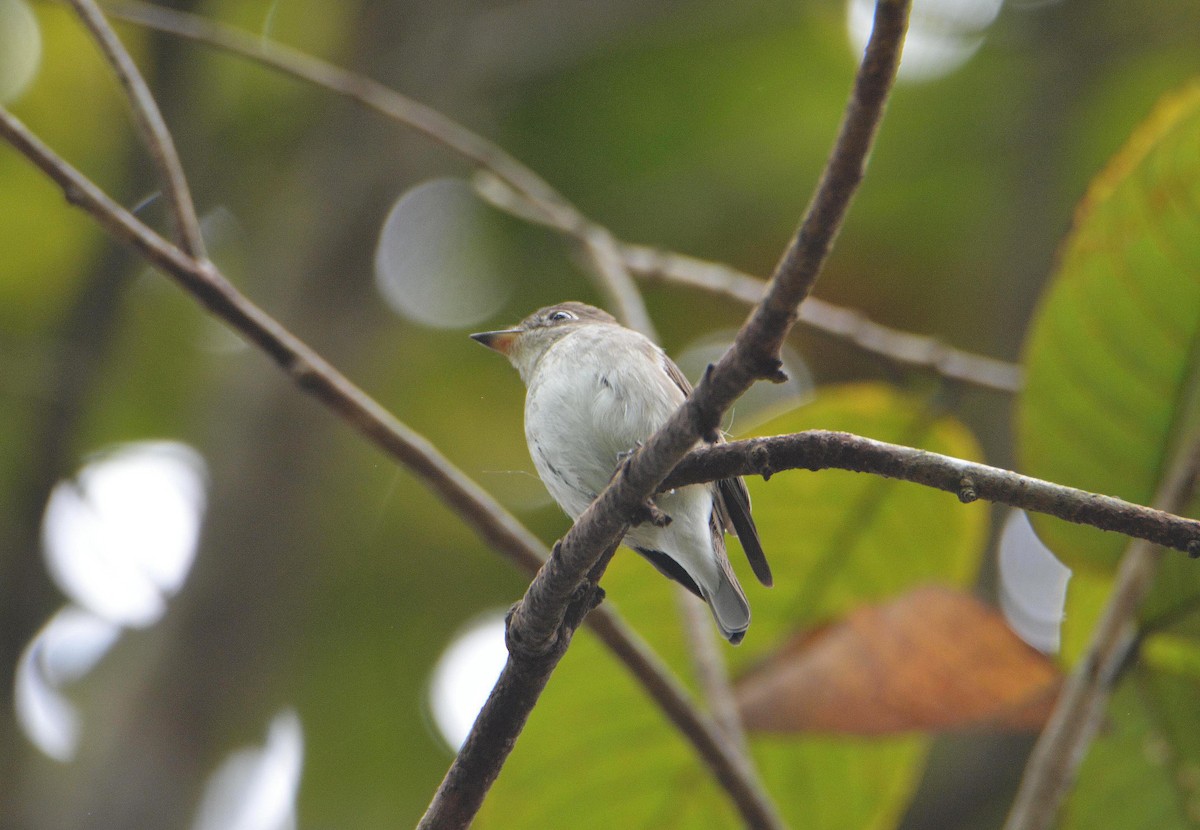 Asian Brown Flycatcher - ML645550761