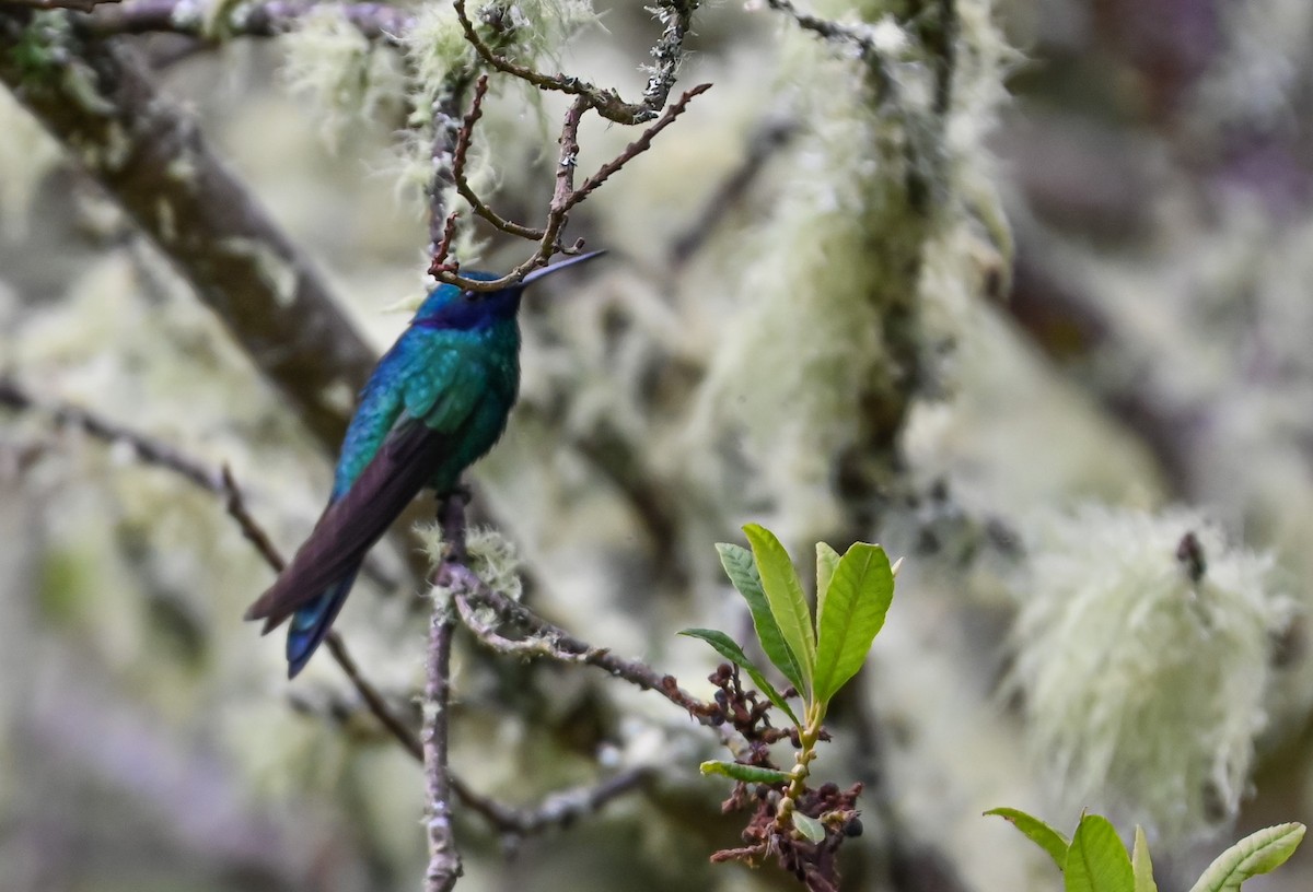 Sparkling Violetear - ML645550762