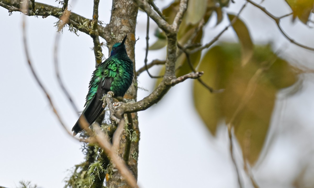 Sparkling Violetear - ML645550763