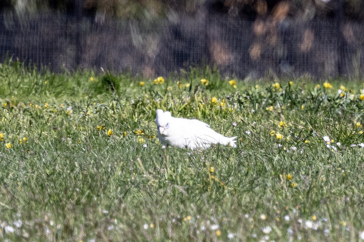 Little Corella - ML645550764