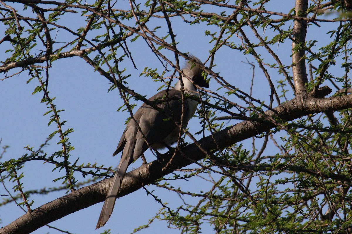 Bare-faced Go-away-bird - ML645550765