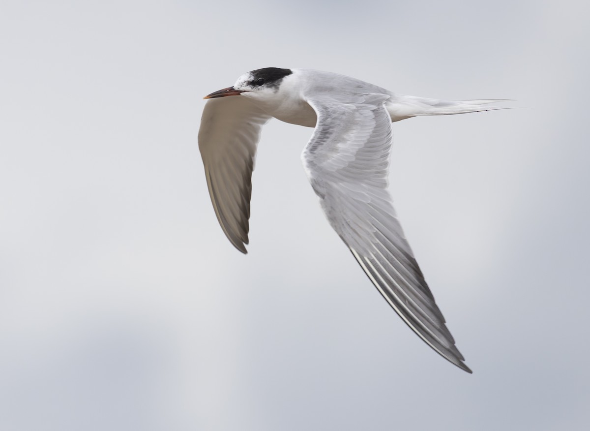 Эгэл хараалай - ML645550766