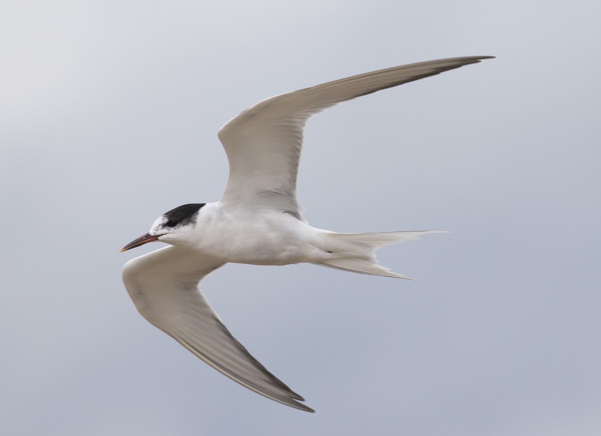 Эгэл хараалай - ML645550767