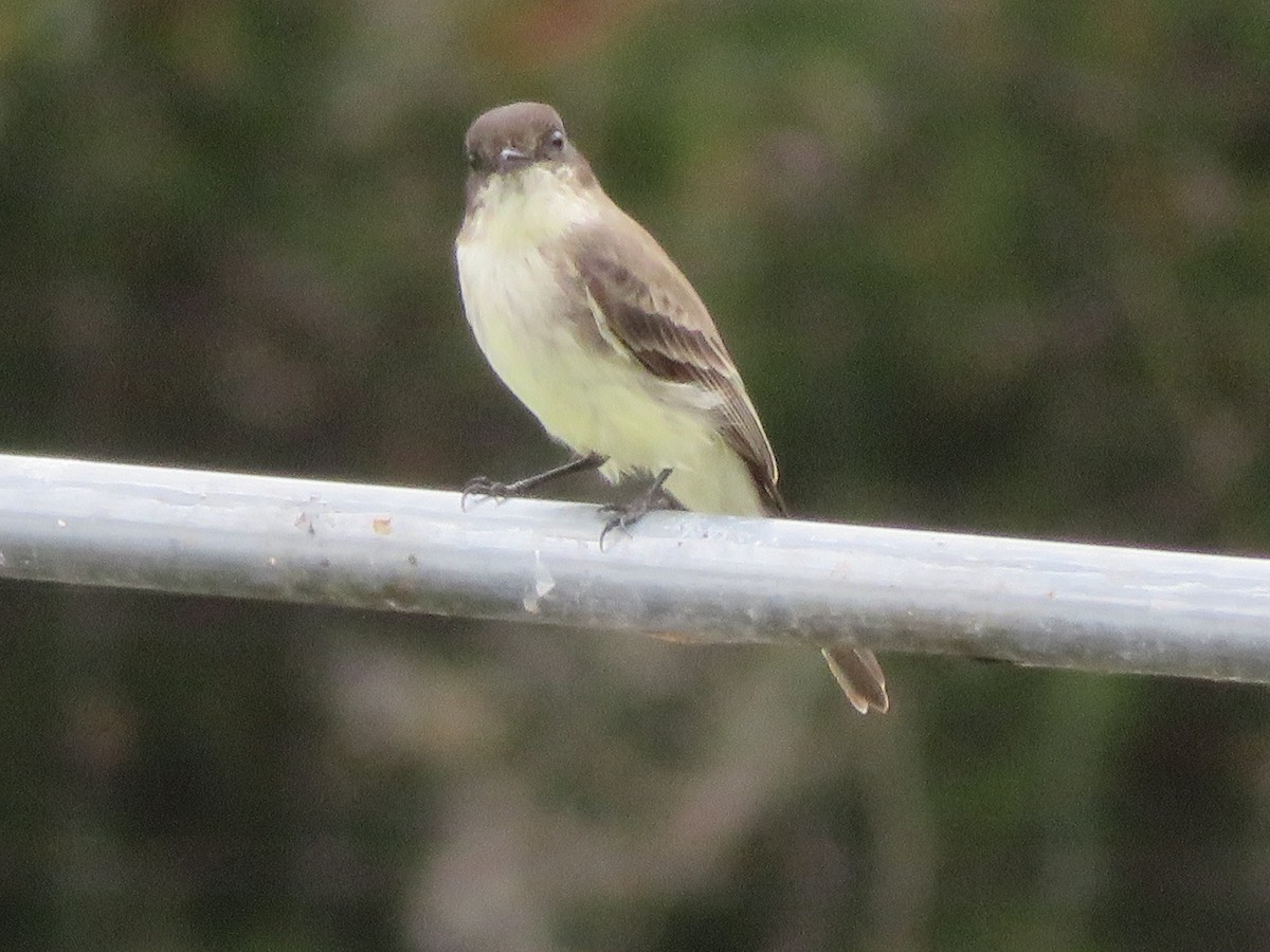 Eastern Phoebe - ML645550772