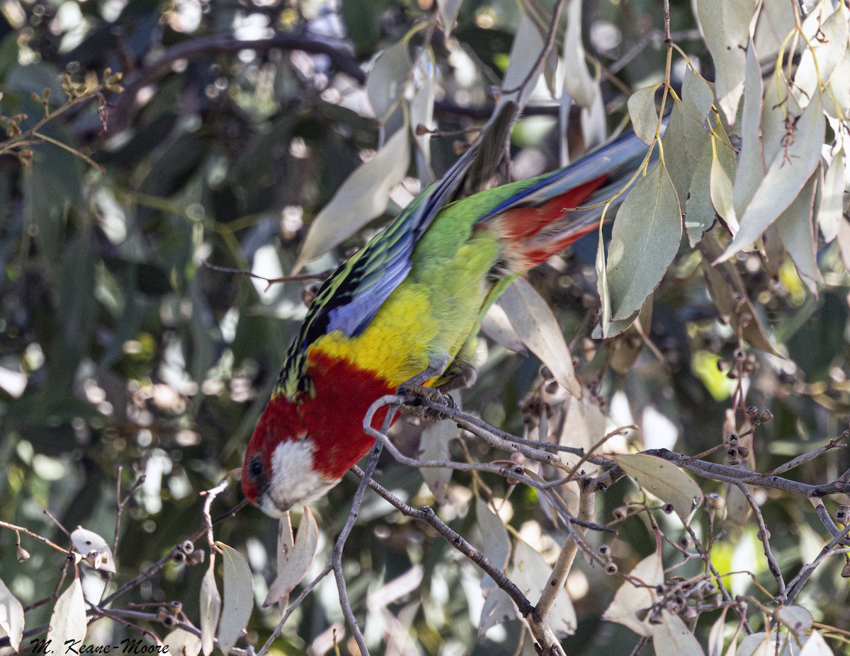 Eastern Rosella - ML645550773