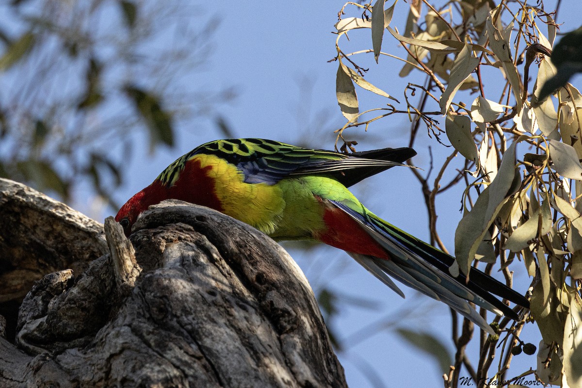 Eastern Rosella - ML645550774