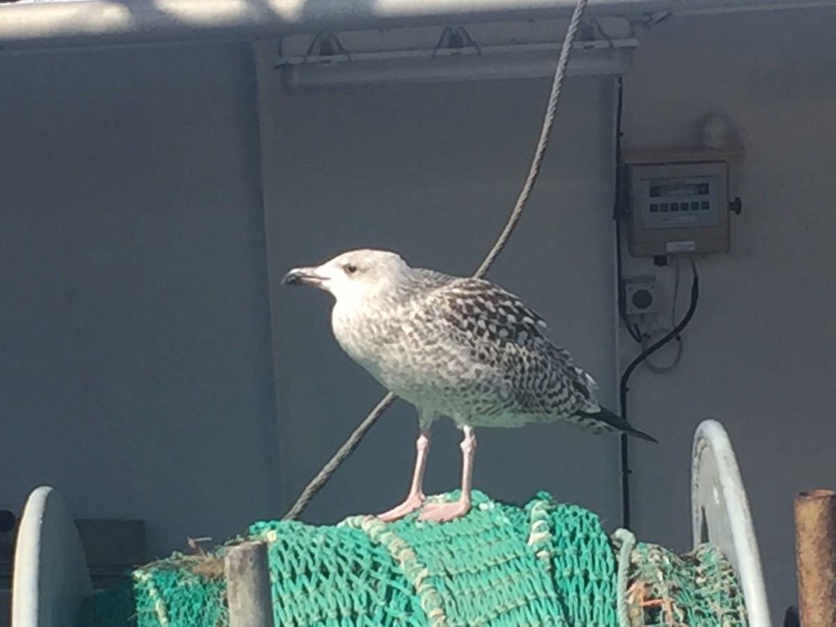 European Herring Gull - ML645550775