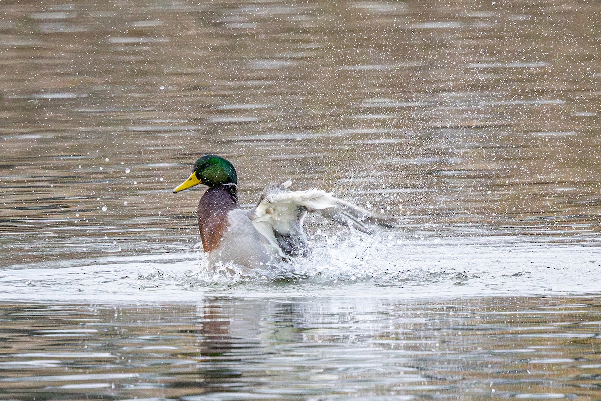 Mallard - ML645550787