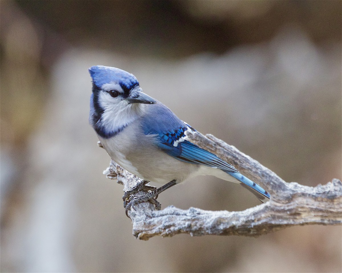 Blue Jay - ML645550788