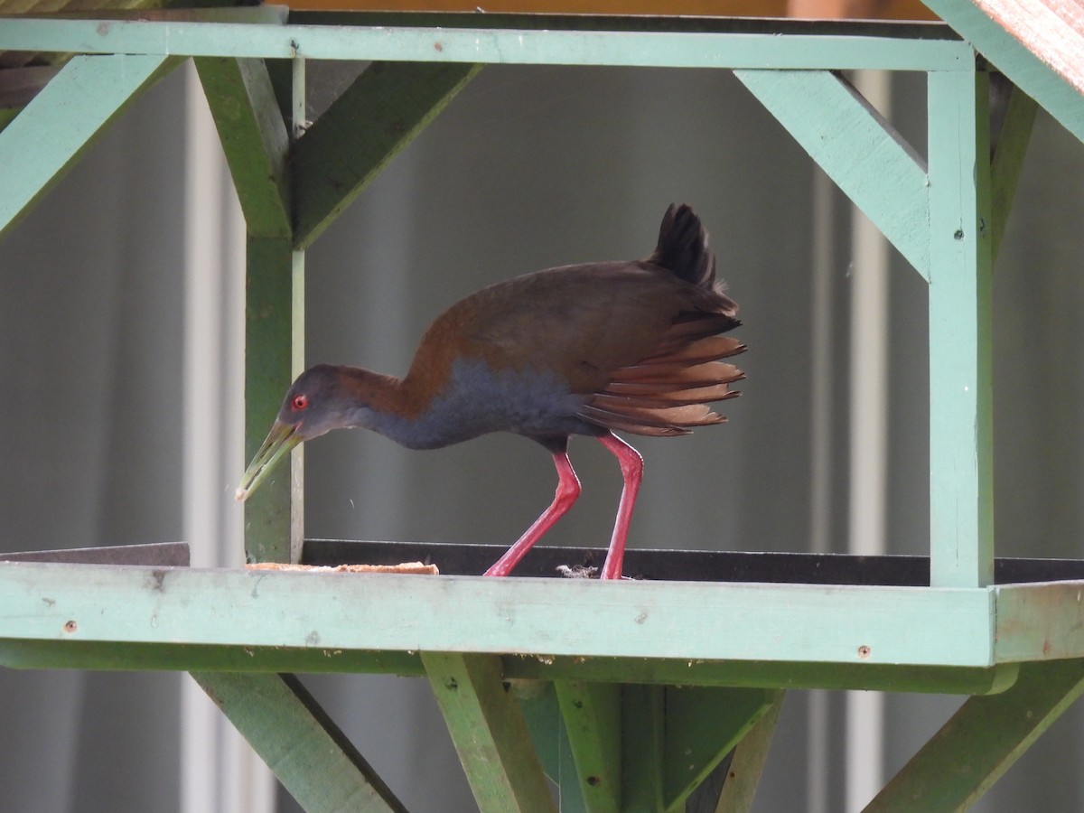 Slaty-breasted Wood-Rail - ML645550796