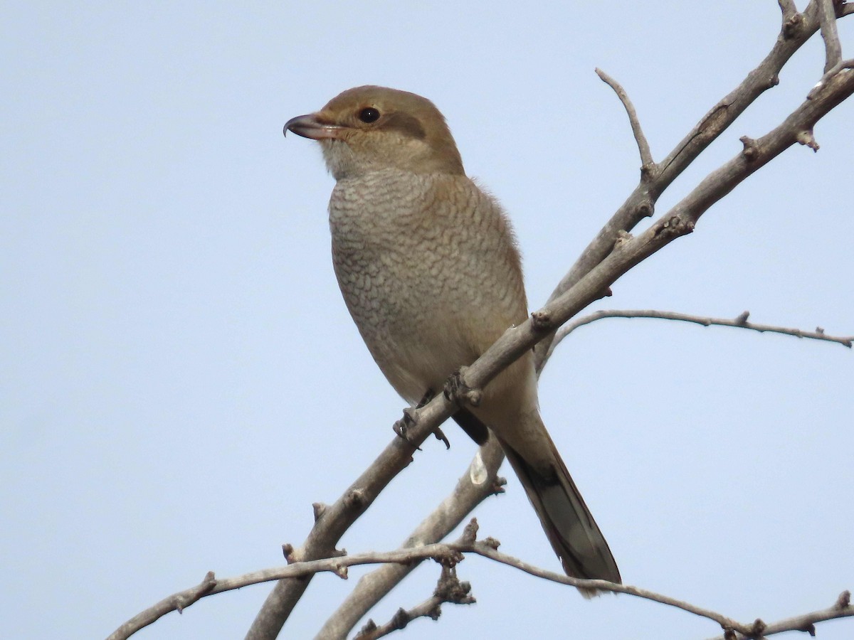 Northern Shrike - ML645550797