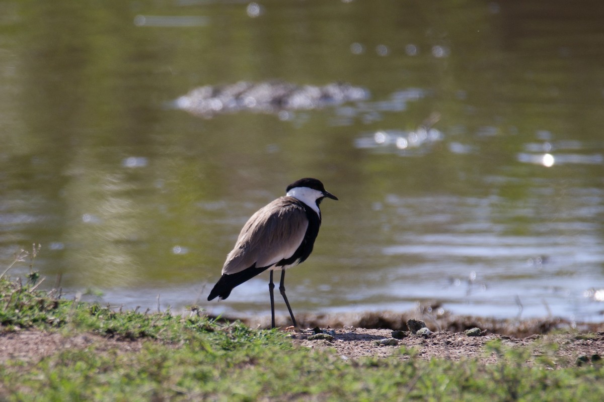 Vanneau à éperons - ML645550802