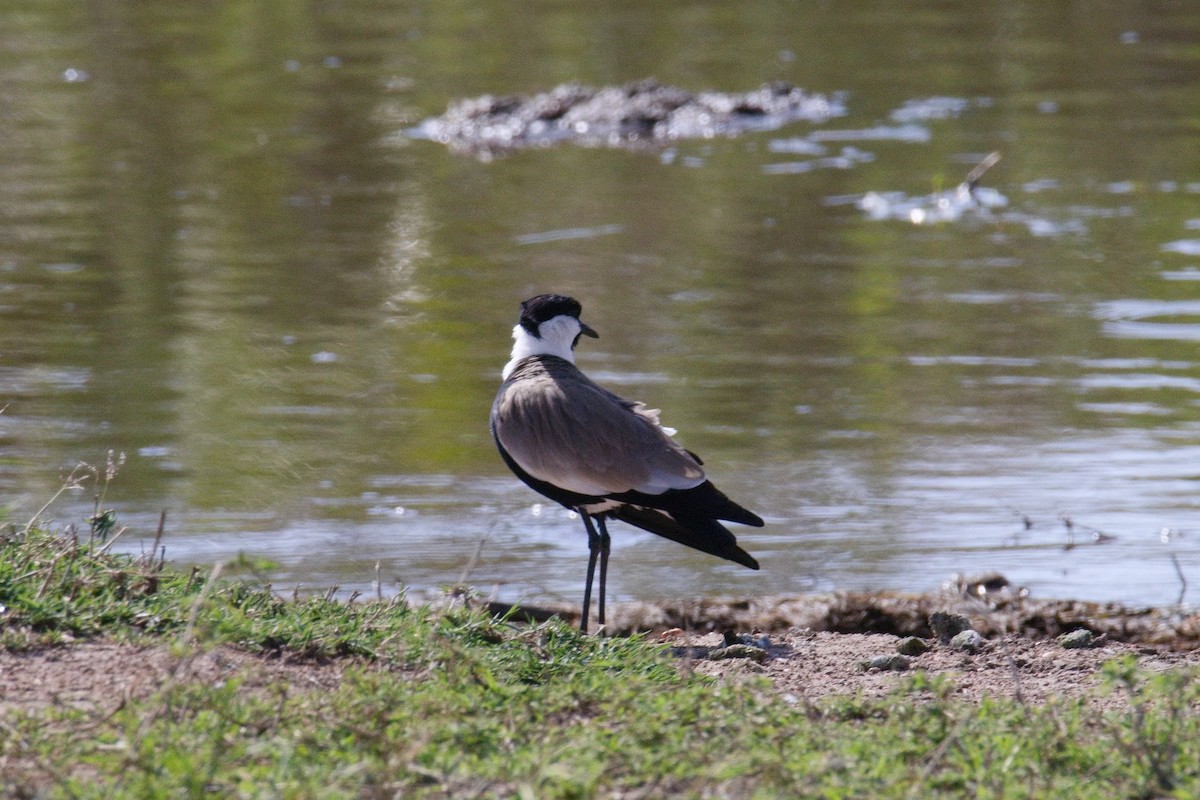 Vanneau à éperons - ML645550803