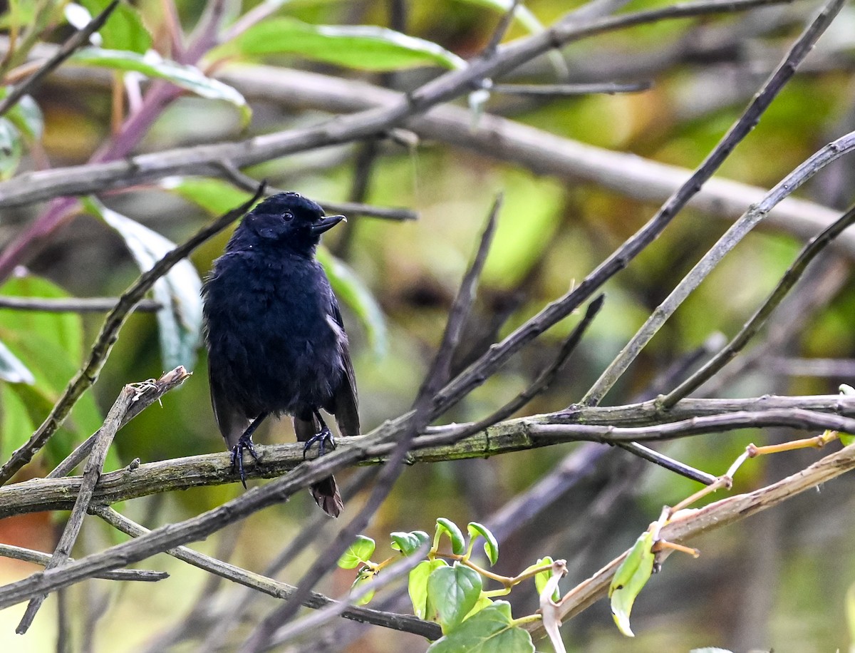 Pinchaflor Flanquiblanco - ML645550804