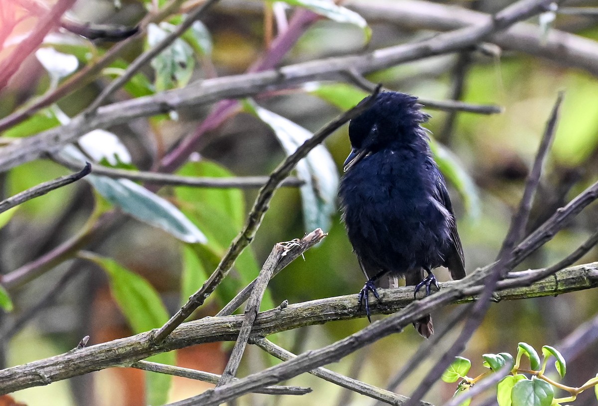 Pinchaflor Flanquiblanco - ML645550805