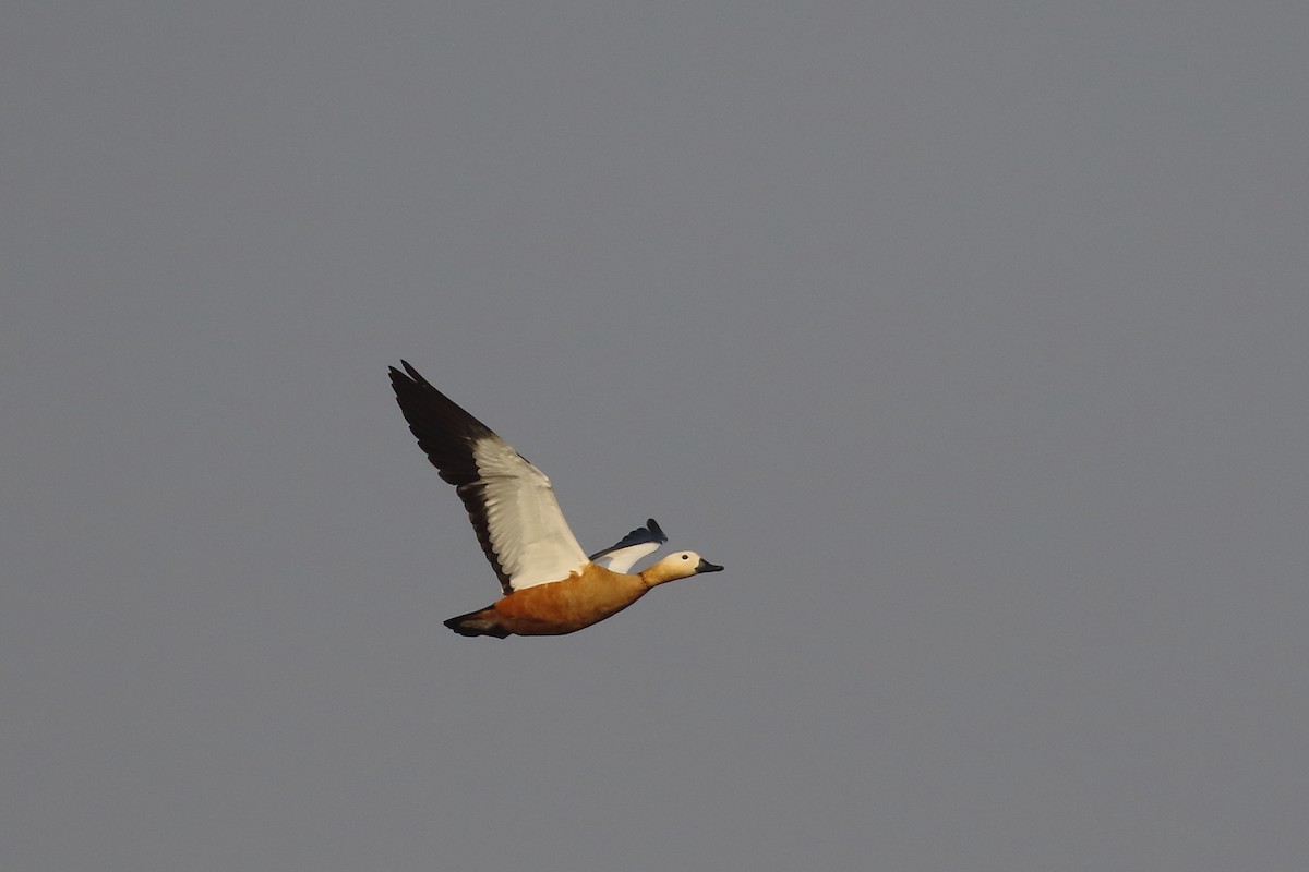 Огарь - ML645550811