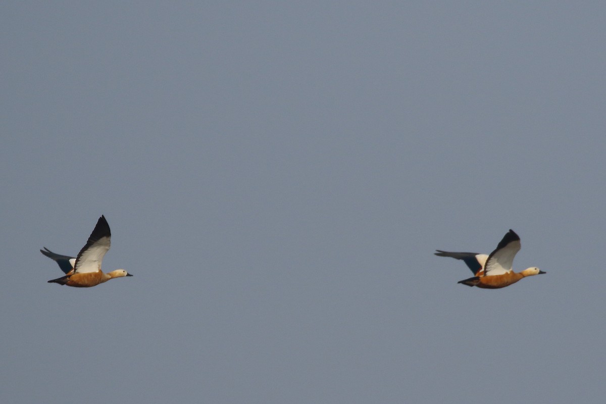 Огарь - ML645550812