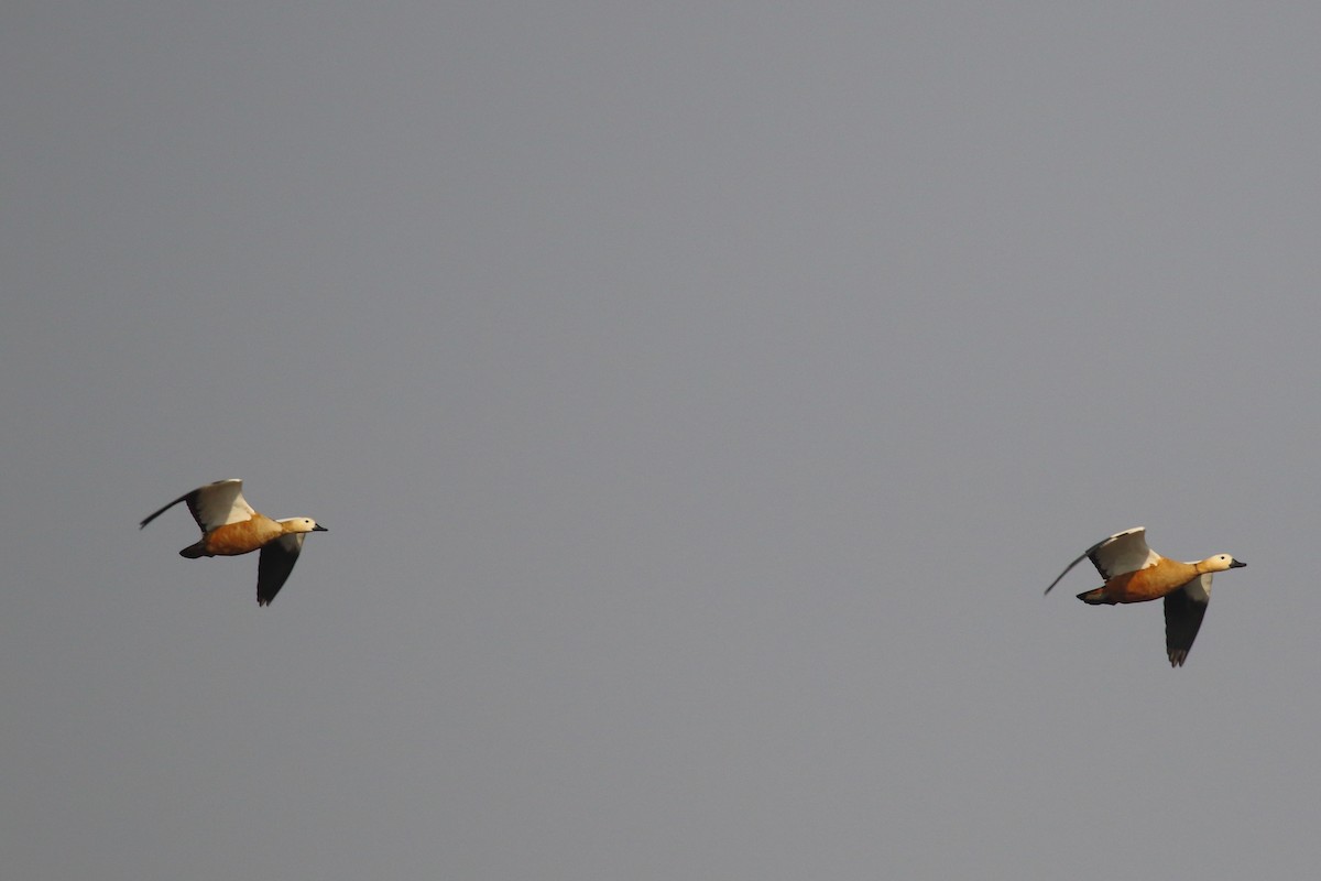 Огарь - ML645550813