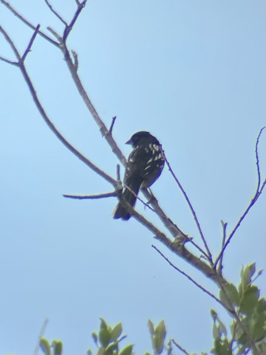Spotted Towhee - ML645550815