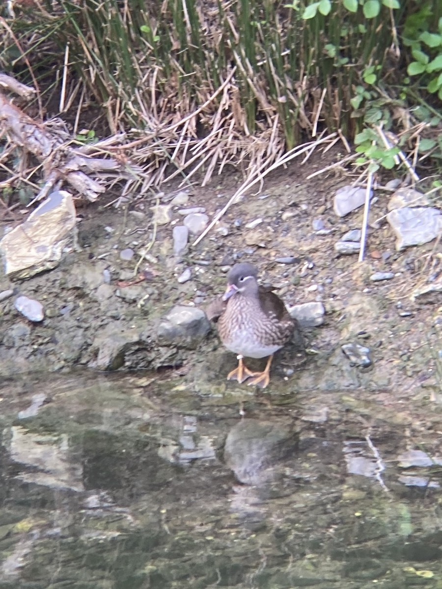Mandarin Duck - ML645550819