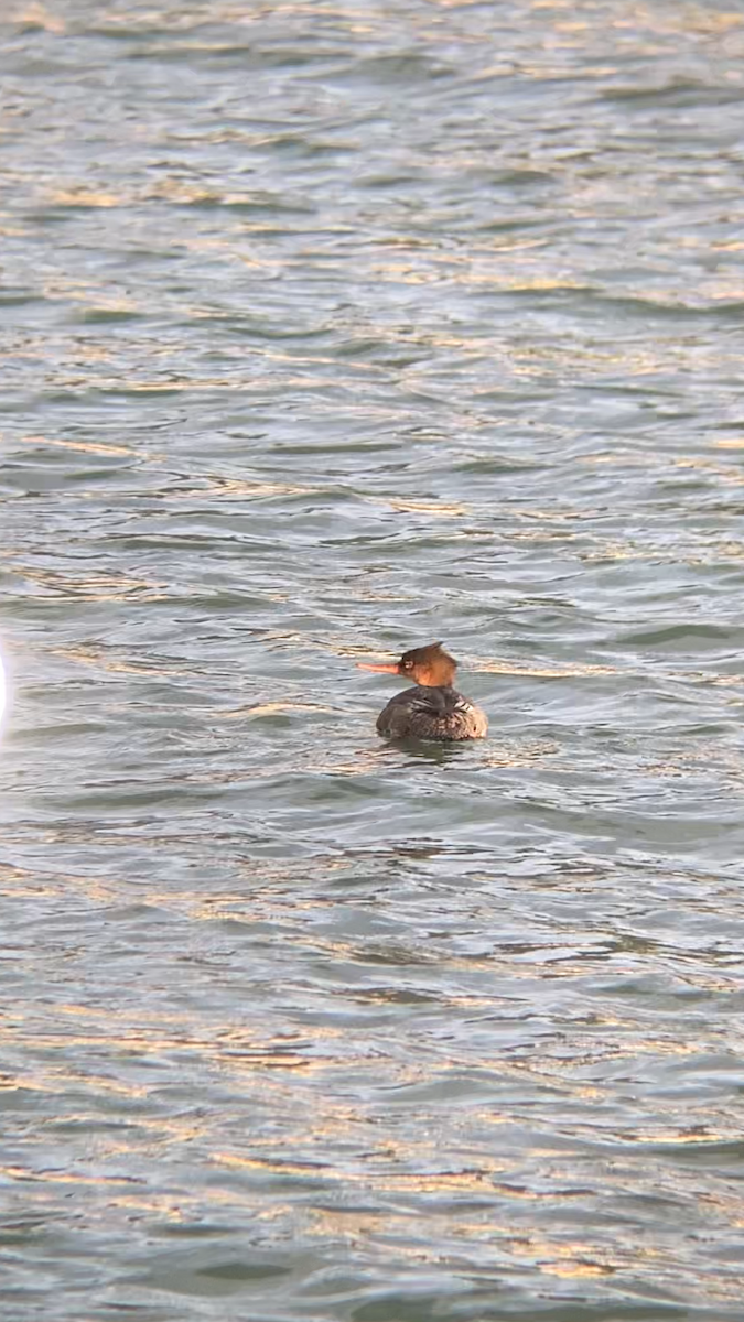 Red-breasted Merganser - ML645550828