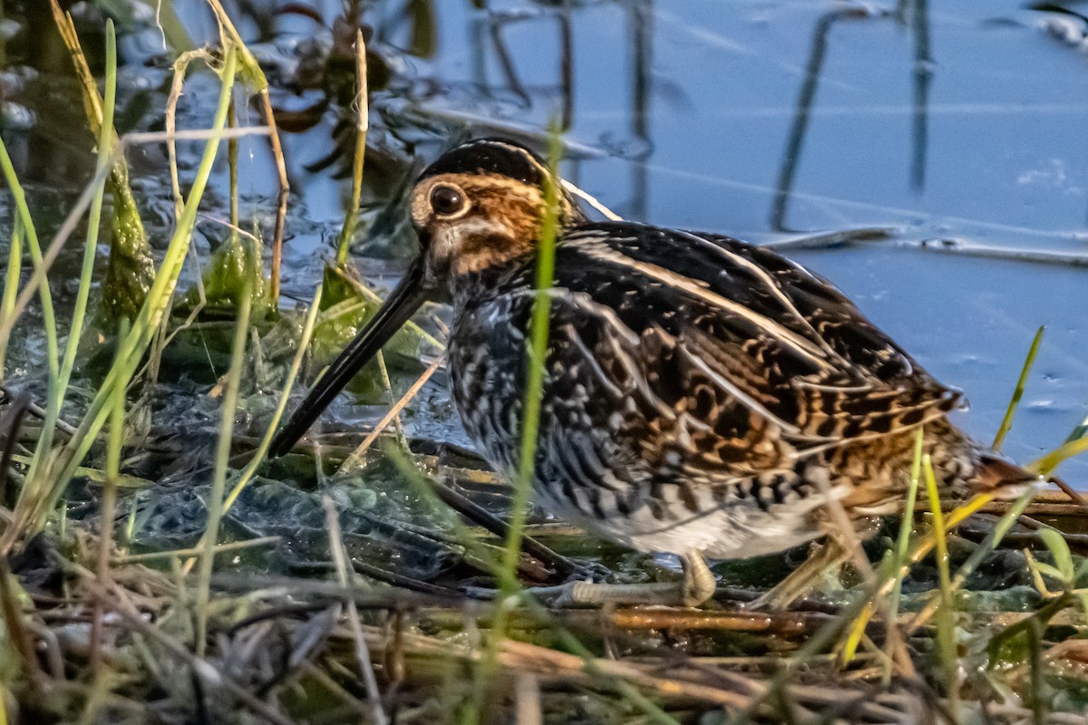 Wilson's Snipe - ML645550847