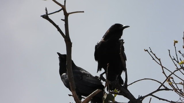 Африканский грач - ML645550848