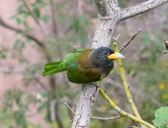 Great Barbet - ML645550938