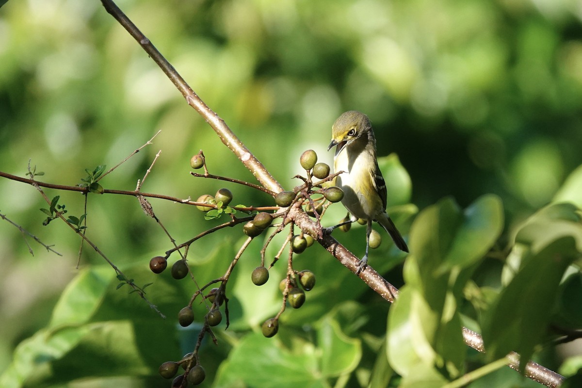 White-eyed Vireo - ML645551013