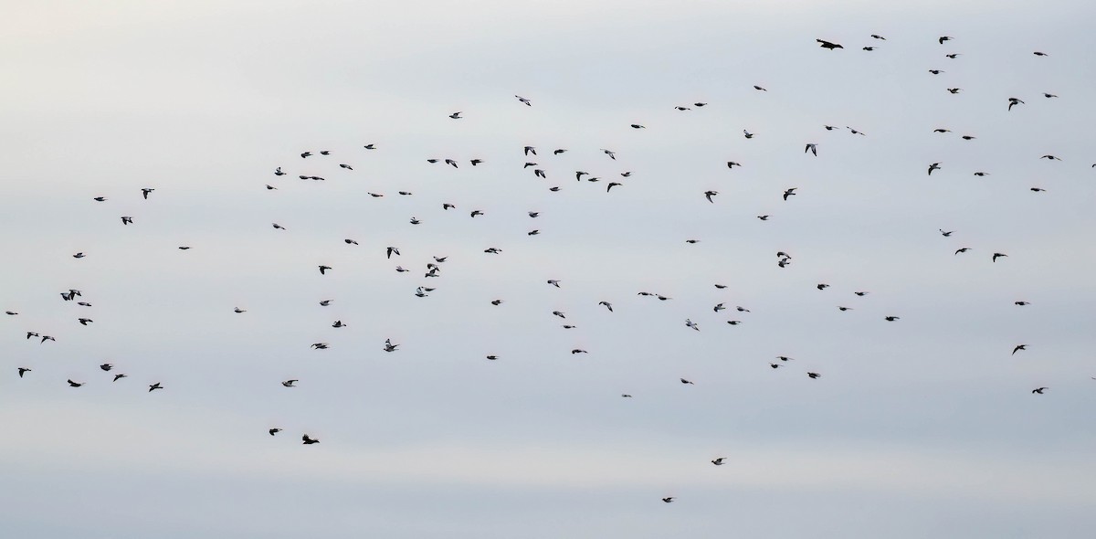 Stock Dove - ML645551034