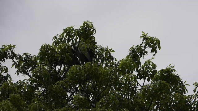 Черноголовая цапля - ML645551041