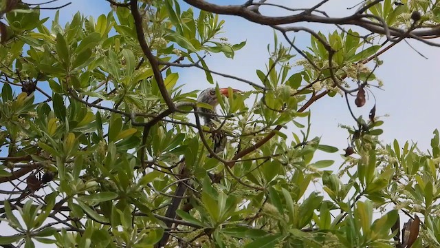 Пестрошейный токо - ML645551059