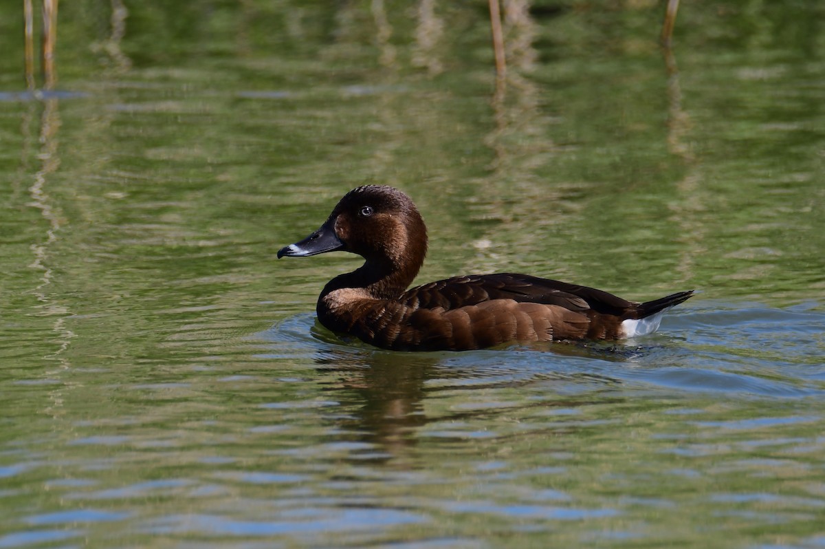 Hardhead - ML645551066