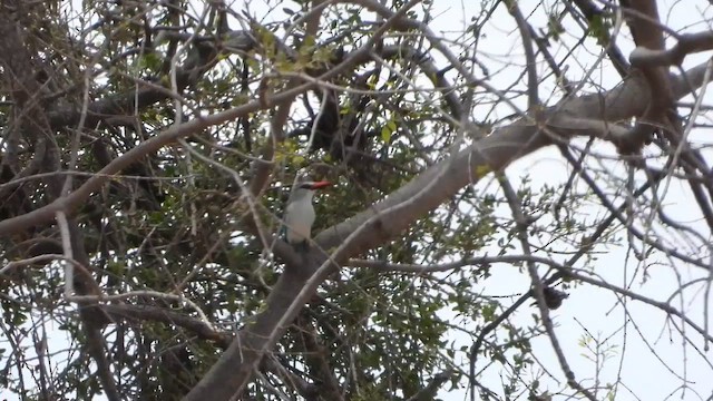 Сенегальский зимородок - ML645551069