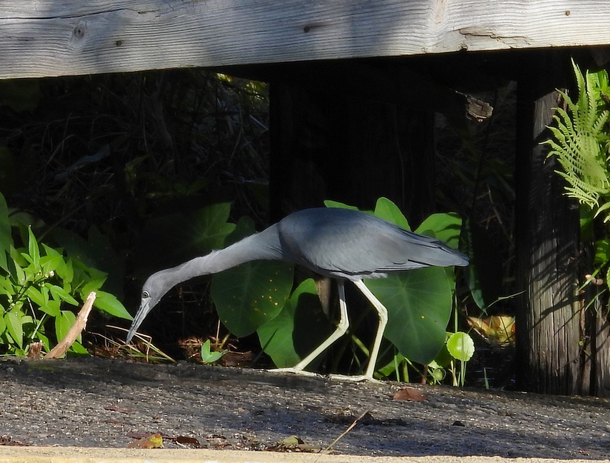 Little Blue Heron - ML645551071