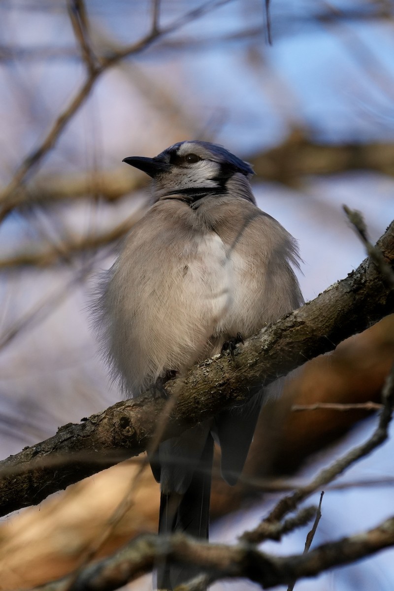 Blue Jay - ML645551073