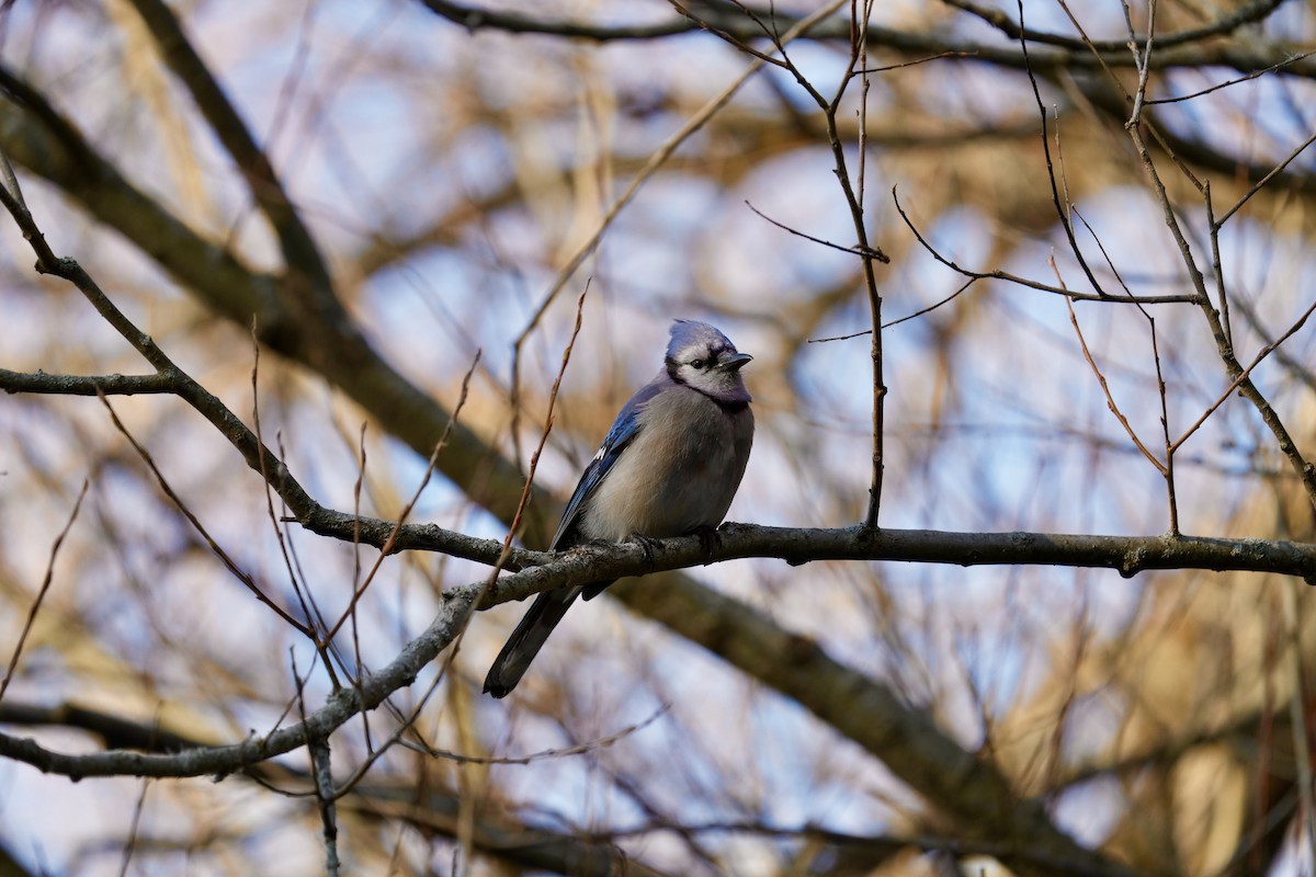 Blue Jay - ML645551074