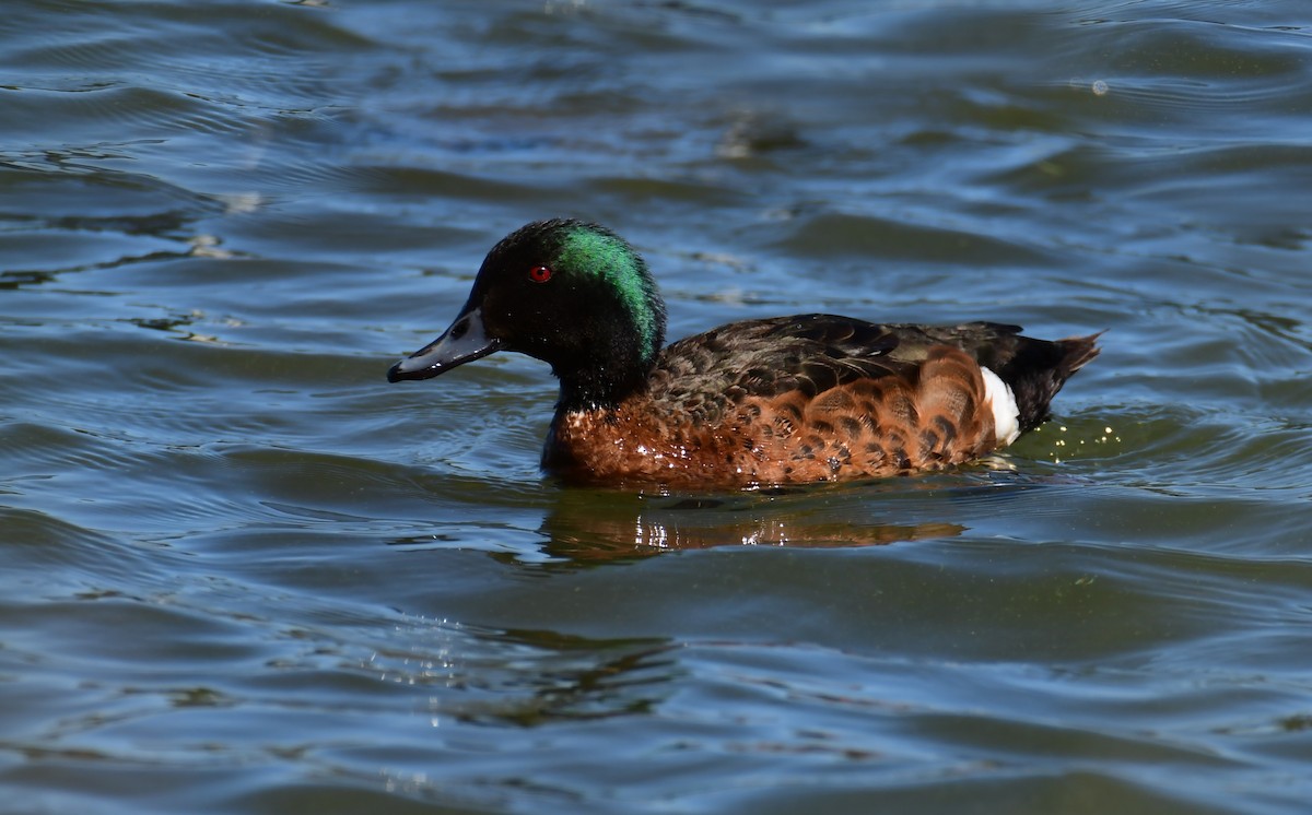 Chestnut Teal - ML645551083