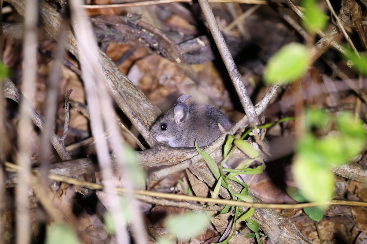 Topo piedi bianchi - ML645551093