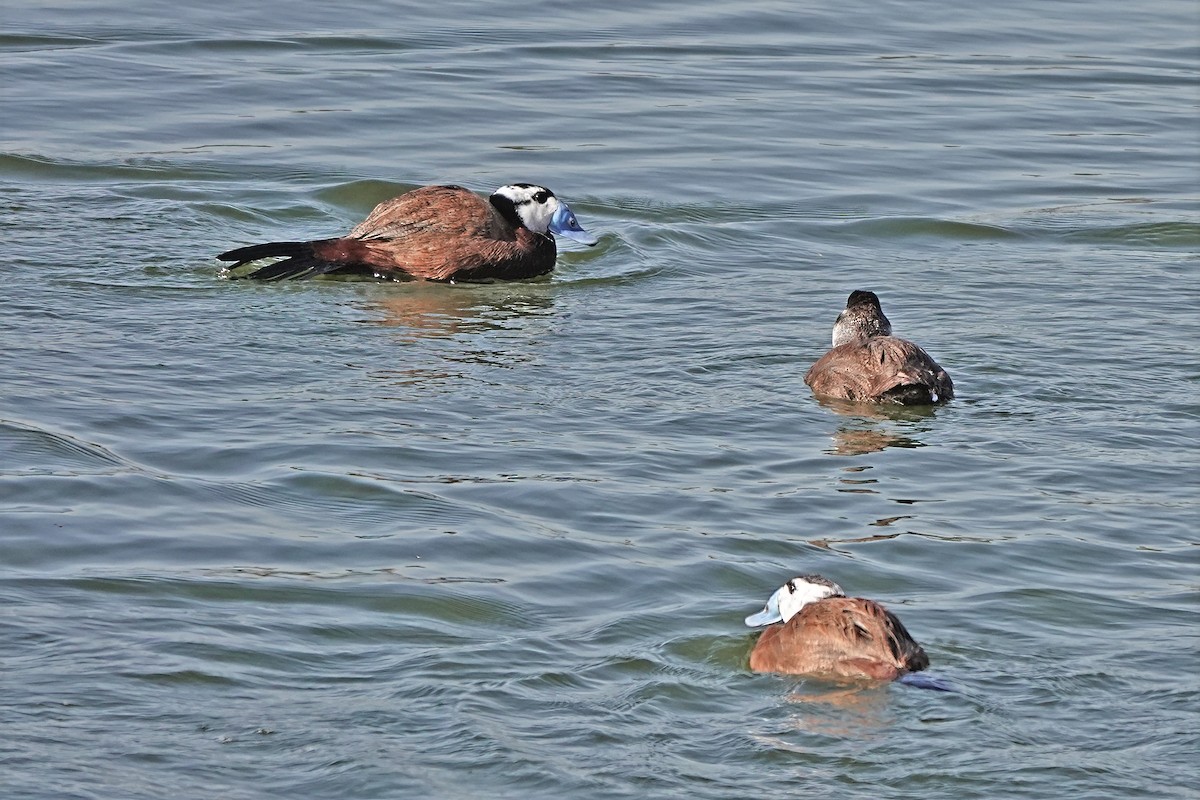 White-headed Duck - ML645551101