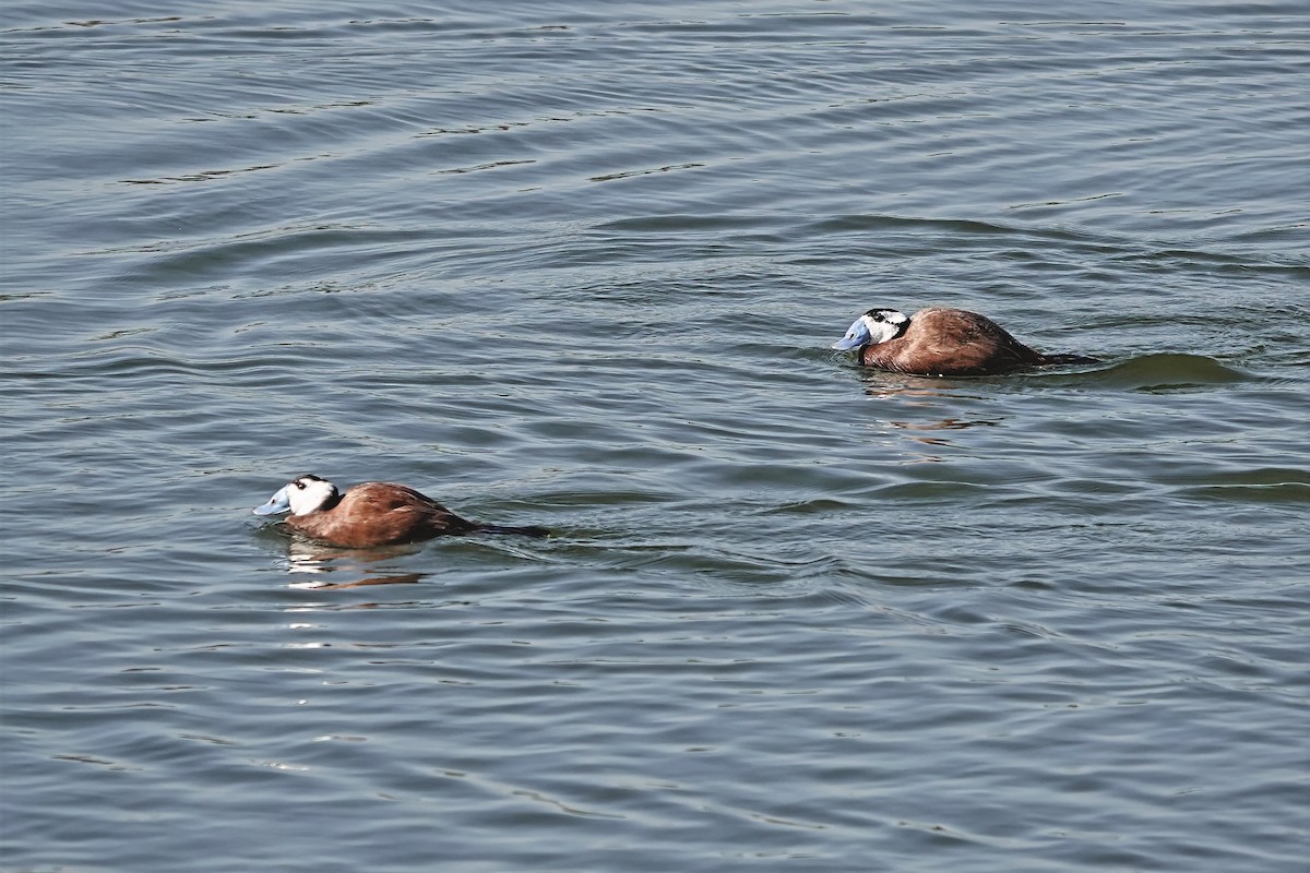 White-headed Duck - ML645551102