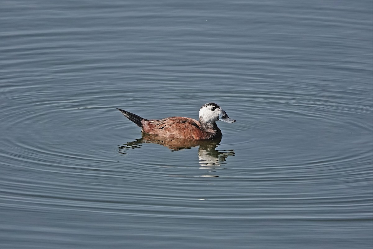 White-headed Duck - ML645551103